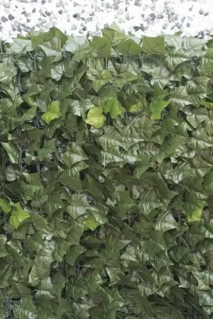 Ultima Occasione Siepe in foglia edera 1.5x3